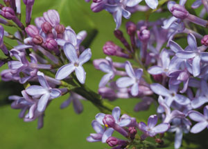 bildreich karten PK 429: fliederblüten.