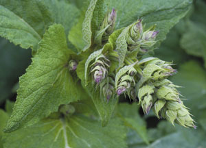 bildreich karten PK 456: muskatellersalbei.