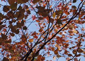 bildreich karten PK 478: herbstfeuer.