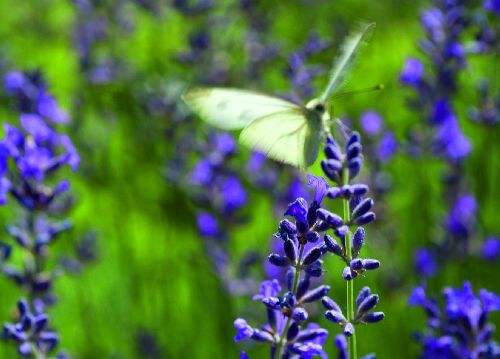 bildreich karten PK 512: zarter falter.