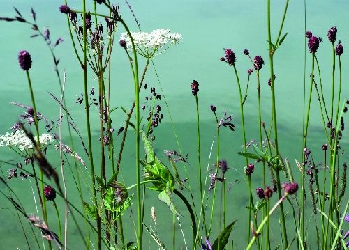 bildreich karten PK 513: am ufer.