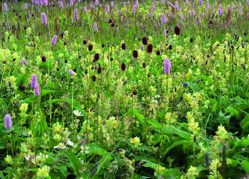 bildreich karten PK 517: bergfruehling.