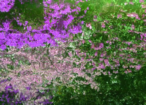 bildreich karten PK 519: omaggio a felice piacenza.