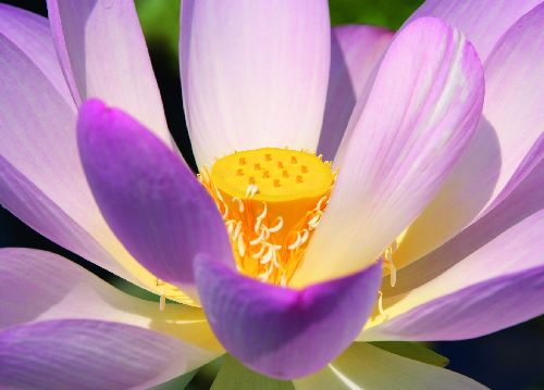 bildreich karten PK 525: lotos I.