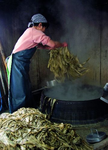 bildreich karten PK 548: vorbereitung von kozo fuer die papierherstellung.