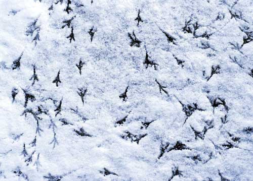 bildreich karten PK 567: spuren II.