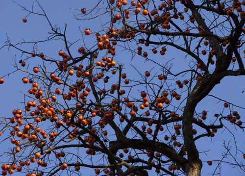 bildreich karten PK 600: kaki, japan.