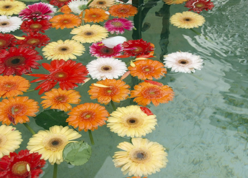 bildreich karten PK 631: blumenbrunnen.