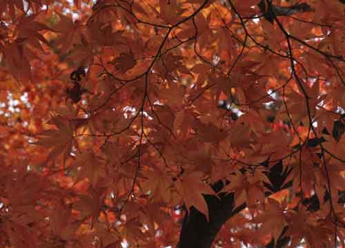 bildreich karten PK 683: rot in rot I.