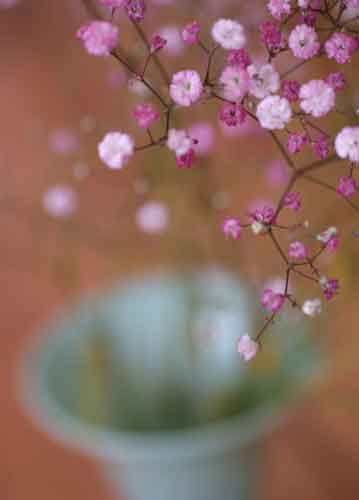 bildreich karten PK 693: schleierkraut.