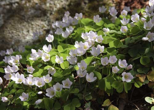 bildreich karten PK 706: beim chindlistein.