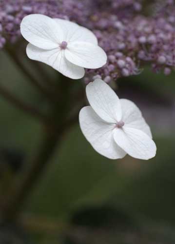 bildreich karten PK 708: bluetenpaar.