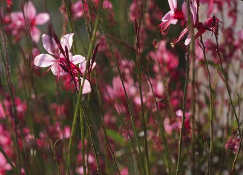 bildreich karten PK 709: danielas bluetenpracht.