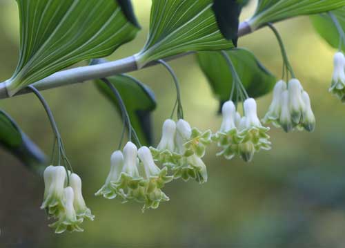 bildreich karten PK 713: salomonssiegel.