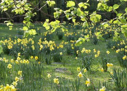 bildreich karten PK 716: fruehlingswiese.