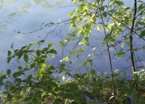 bildreich karten PK 718: leichter fruehlingstag.