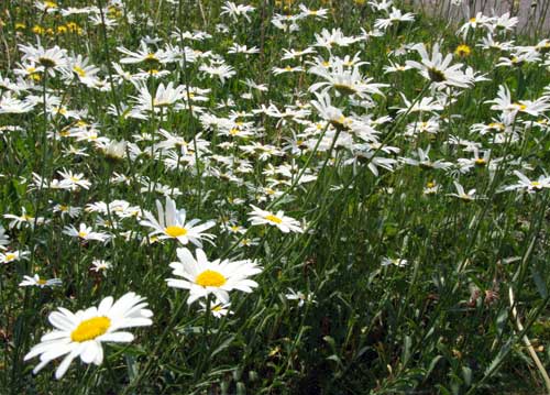 bildreich karten PK 720: im fruehlingswind.