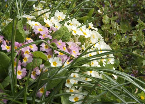 bildreich karten PK 730: primelbueschel.