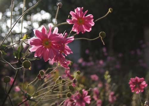bildreich karten PK 741: herbstlichterfüllt.