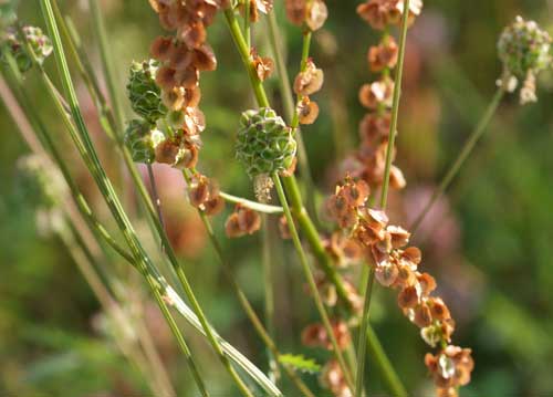 bildreich karten PK 743: sauerampfer und wiesenknopf.