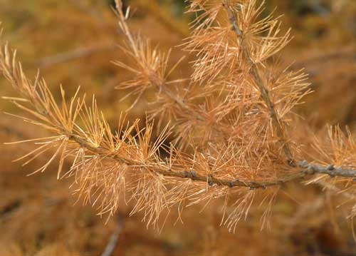 bildreich karten PK 746: laerchengold.