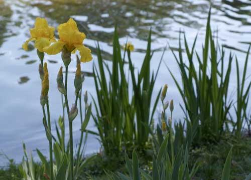 bildreich karten PK 797: lilienufer.