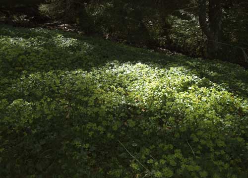 bildreich karten PK 805: sonnenfleck.