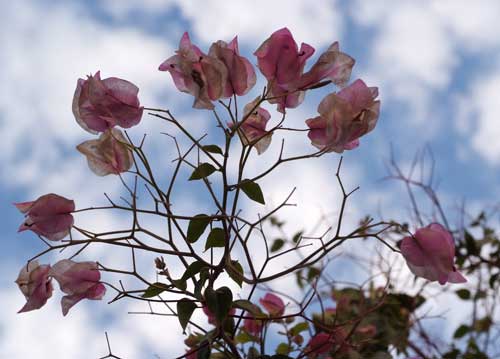 bildreich karten PK 842: wunderblume.