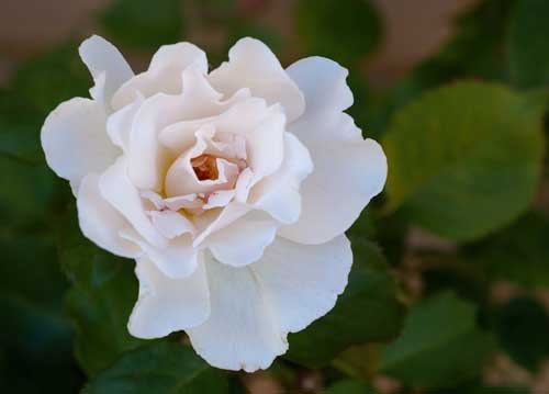 bildreich karten PK 891: yafangs rose.