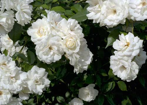 bildreich karten PK 894: weiss wie schnee.