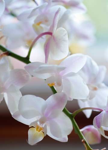 bildreich karten PK 907: elfenau VI.