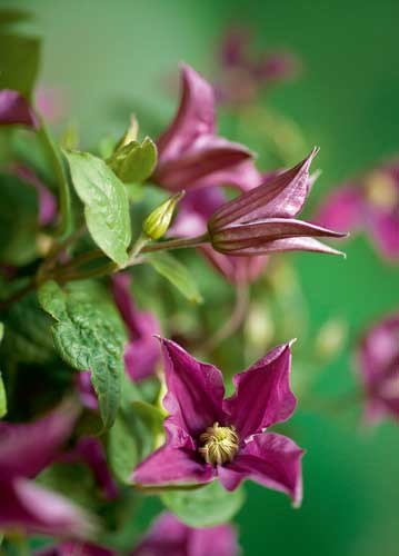 bildreich karten PK 910: purpur und smaragd.