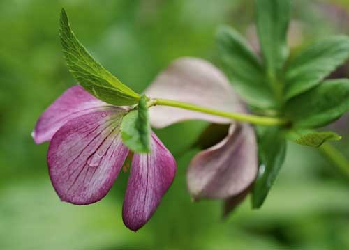 bildreich karten PK 923: schneerose II.