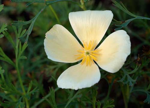 bildreich karten PK 936: sonnenkelch.