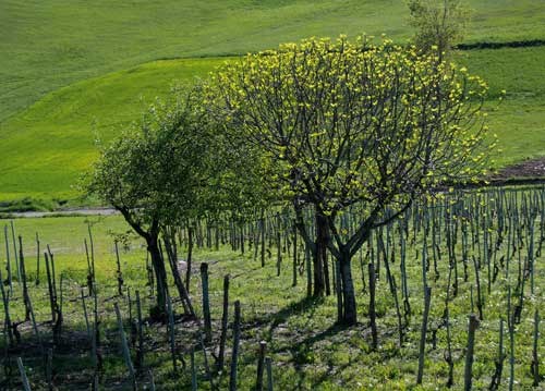bildreich karten PK 938: fruehling im rebberg.