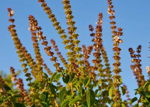 bildreich karten PK 945: ocimum basilicum, basilikum, basilic.