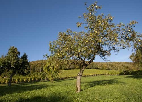 bildreich karten PK 947: sommerneige.