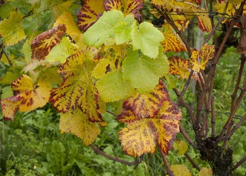 bildreich karten PK 951: wurzelwaerts.