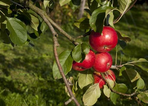 bildreich karten PK 955: prallrot.