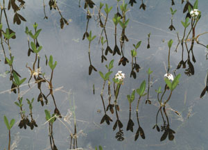 bildreich karten PK 7: lais tatgeas, alp flix.