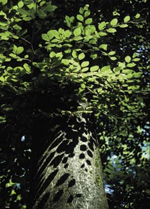 bildreich karten PK 20: