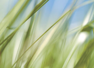 bildreich karten PK 46: gras II.