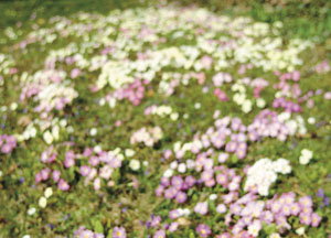 bildreich karten PK 56: frühling II.