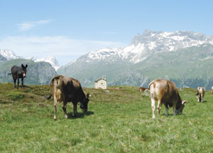 bildreich karten PK 98: alp flix mit kapelle son roc.