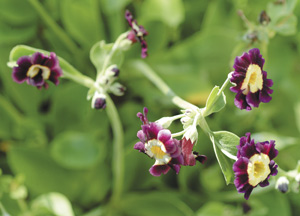 bildreich karten PK 163: