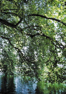 bildreich karten PK 221: