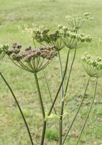 bildreich karten PK 223: