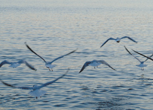 bildreich karten PK 230: dämmerstunde.