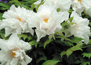 bildreich karten PK 257: paeonia.