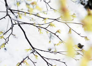 bildreich karten PK 272: zartes gelb I.